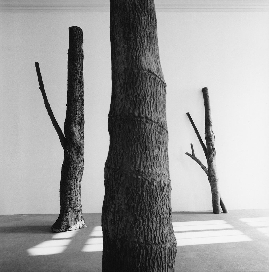 Opera Giuseppe Penone - Arte Povera Collezione Pinault